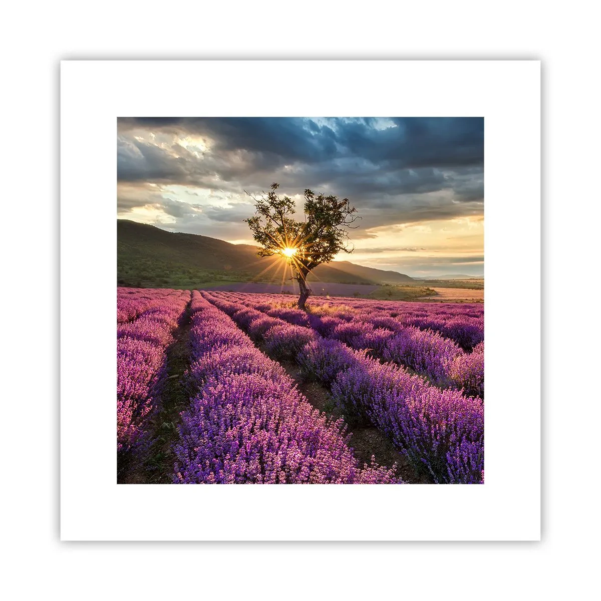 Póster - Aroma en lila - 30x30 cm
