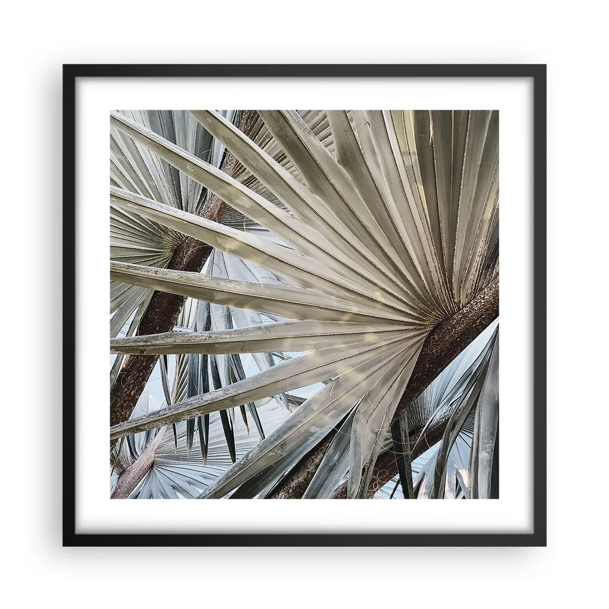Póster en marco negro - Abanicos en el trópico - 50x50 cm