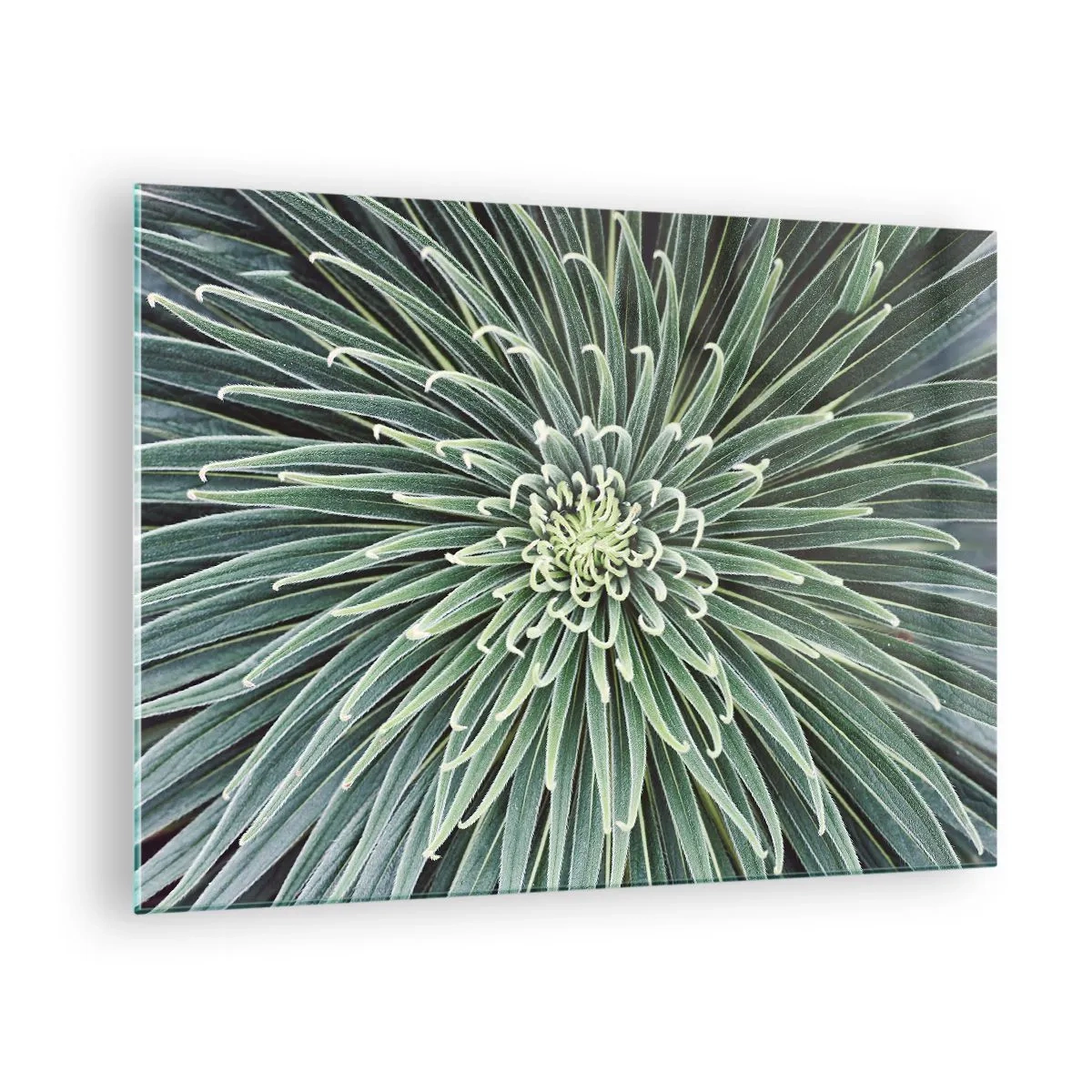 Cuadro sobre vidrio - Impresiones sobre Vidrio - Roseta simétrica de hojas verdes en fotografía macro - 70x50cm - El nacimiento de una estrella - Decoración de pared moderna para salón y dormitorio ARTTOR