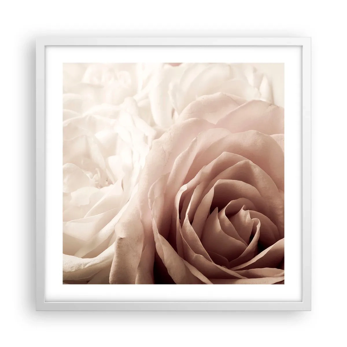 Póster en marco blanco - En el corazón de una rosa - 50x50 cm