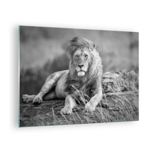 Cuadro sobre vidrio - Impresiones sobre Vidrio - Un león descansando sobre una roca en un paisaje monocromático. - 70x50cm - La siesta real - Decoración de pared moderna para salón y dormitorio ARTTOR