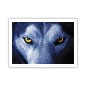 Póster - La mirada hipnótica - 70x50 cm