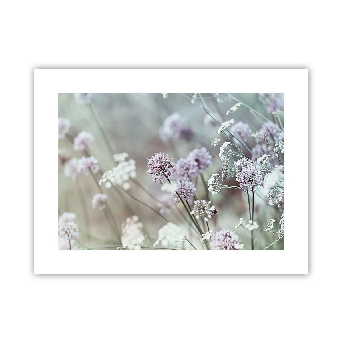 Póster - Dulces filigranas de hierbas - 40x30 cm