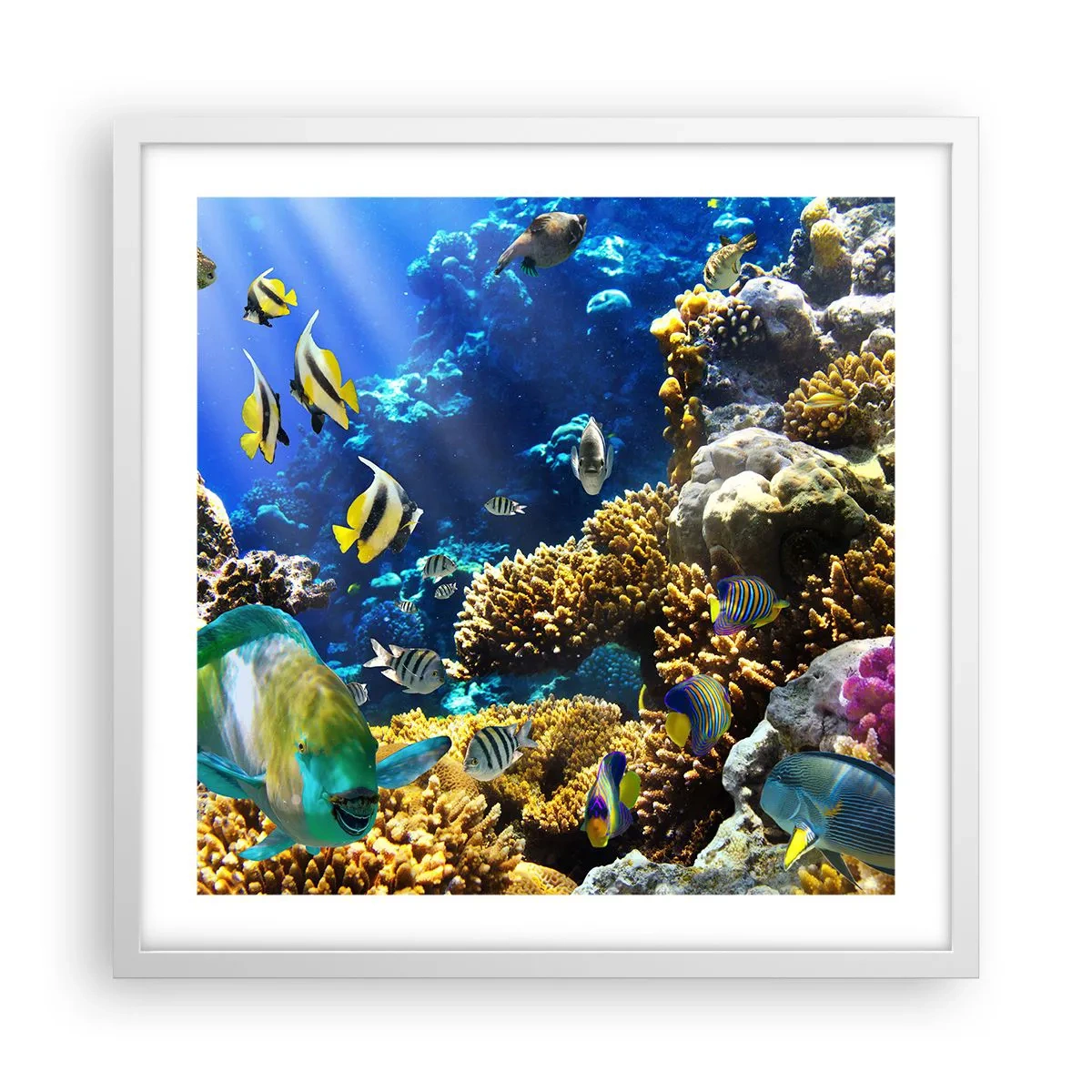 Póster en marco blanco - Vacaciones submarinas - 50x50 cm