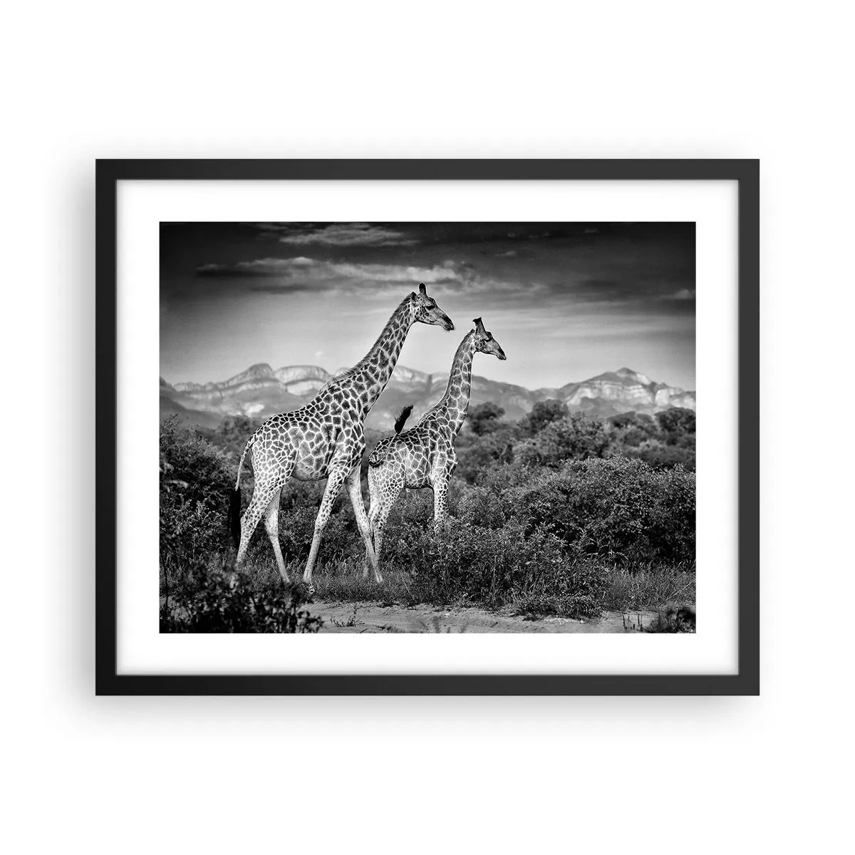 Póster en marco negro - La clase alta de África - 50x40 cm