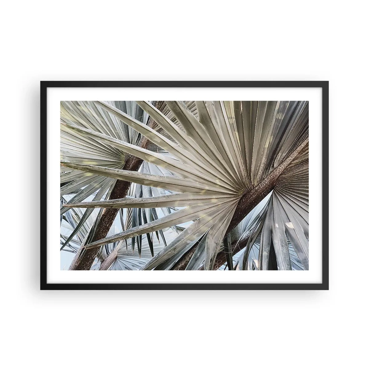 Póster en marco negro - Primer plano de hojas de palma en tonos naturales de verde. - 70x50cm - Abanicos en el trópico - Decoración de pared moderna para salón y dormitorio ARTTOR