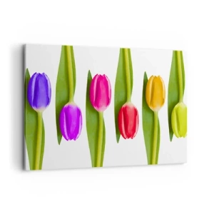 Cuadro sobre lienzo - Impresión de Imagen - Tulipanes multicolores dispuestos en fila sobre un fondo blanco. - 100x70cm - Composición del arco iris - Decoración de pared moderna para salón y dormitorio ARTTOR