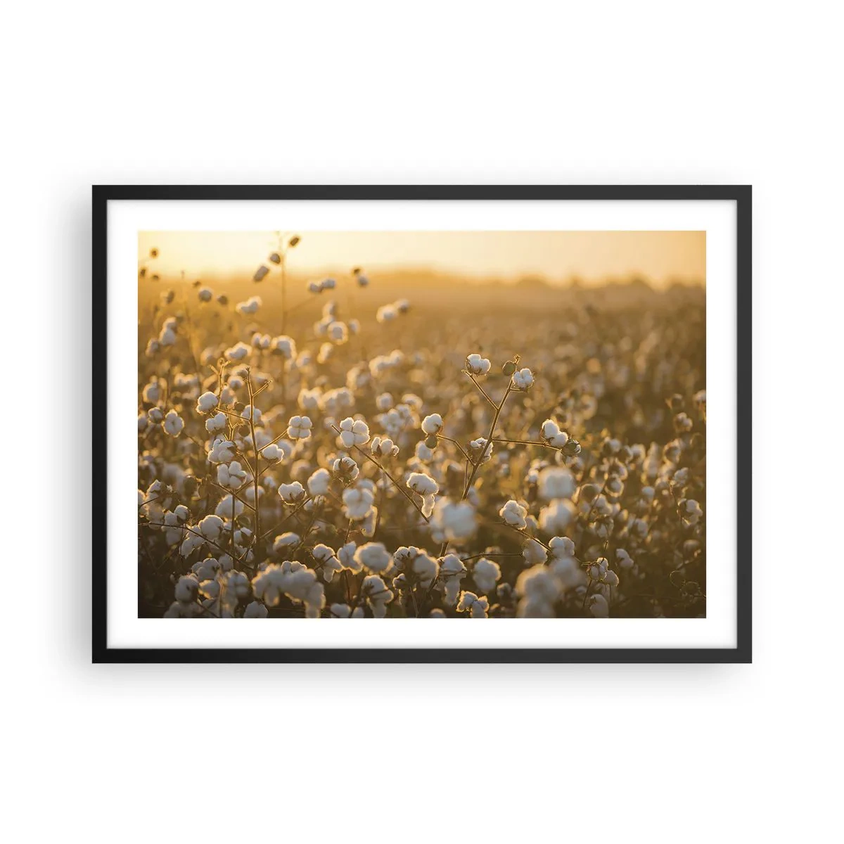 Póster en marco negro - Un campo de algodón bajo la cálida luz del sol poniente. - 70x50cm - Un campo esponjoso - Decoración de pared moderna para salón y dormitorio ARTTOR