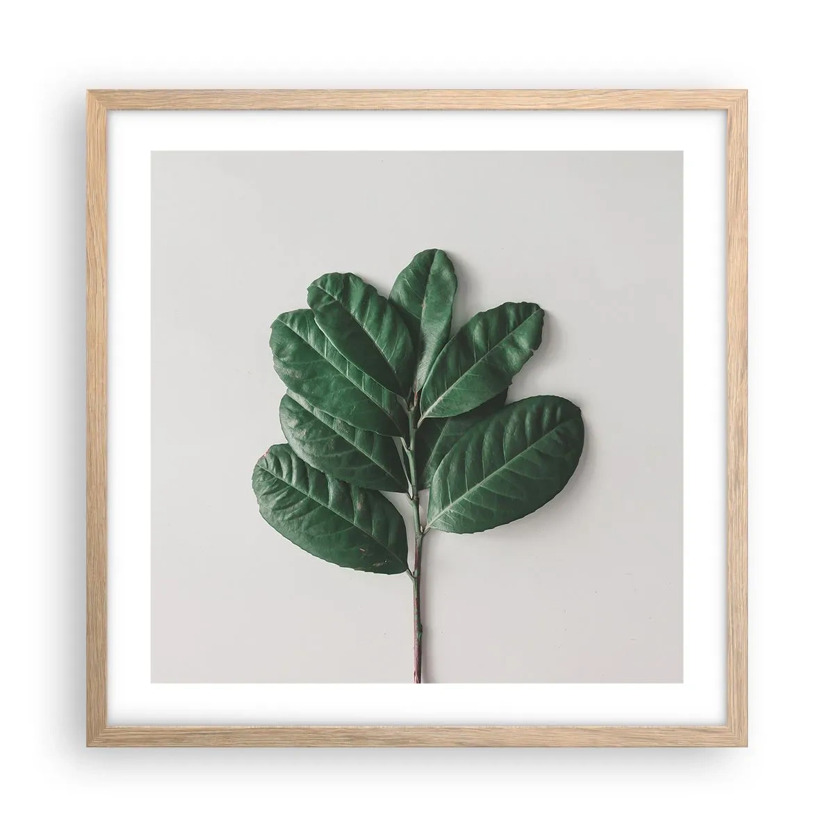 Póster en marco roble claro - El dibujo de la propia naturaleza - 50x50 cm