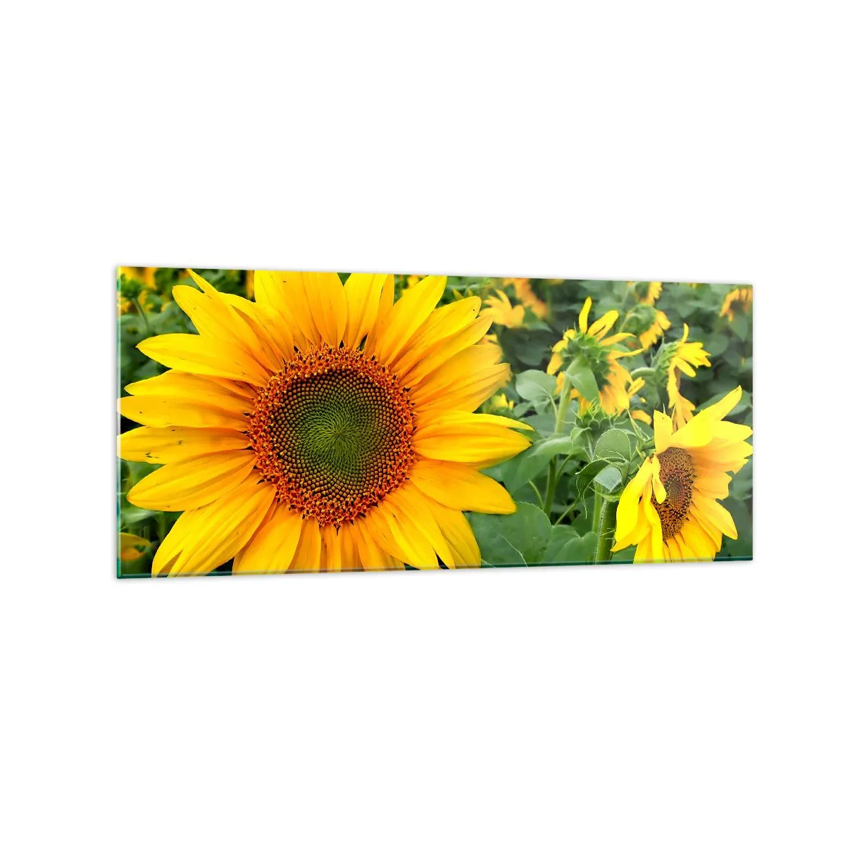 Cuadro sobre vidrio - Impresiones sobre Vidrio - Un campo de girasoles con flores amarillas sobre un fondo de hojas verdes. - 120x50cm - Cientos de soles estallan - Decoración de pared moderna para salón y dormitorio ARTTOR