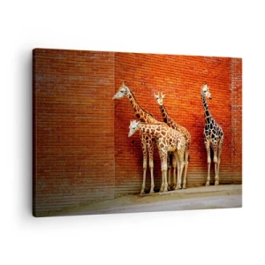 Cuadro sobre lienzo - Impresión de Imagen - Cuatro jirafas contra una pared de ladrillos en un entorno artístico. - 70x50cm - ¿Ves alguna acacia? - Decoración de pared moderna para salón y dormitorio ARTTOR