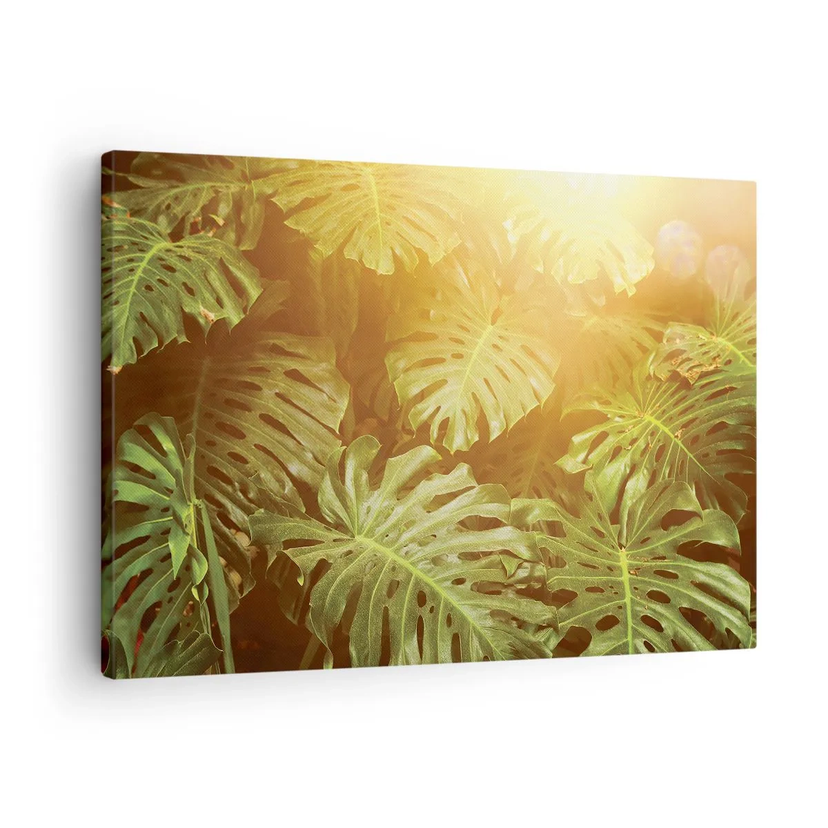 Cuadro sobre lienzo - Impresión de Imagen - Hojas de monstera a la luz del sol sobre un fondo natural. - 70x50cm - Hacia el verdor... - Decoración de pared moderna para salón y dormitorio ARTTOR