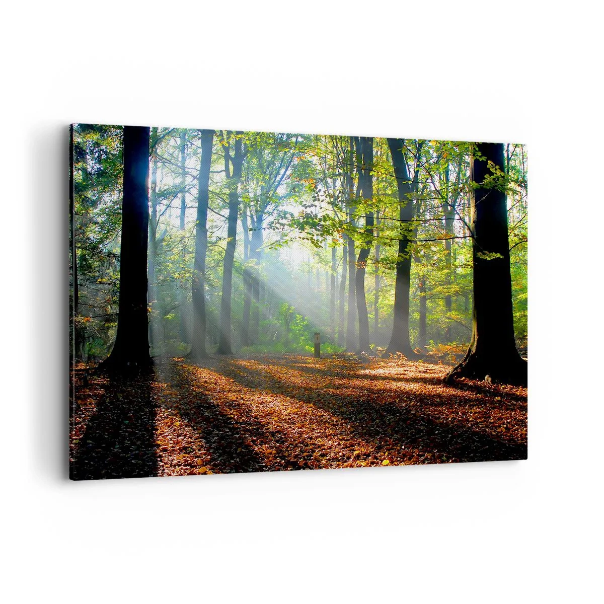 Cuadro sobre lienzo - Impresión de Imagen - Un claro del bosque iluminado por los rayos del sol. - 100x70cm - Resplandores y sombras - Decoración de pared moderna para salón y dormitorio ARTTOR