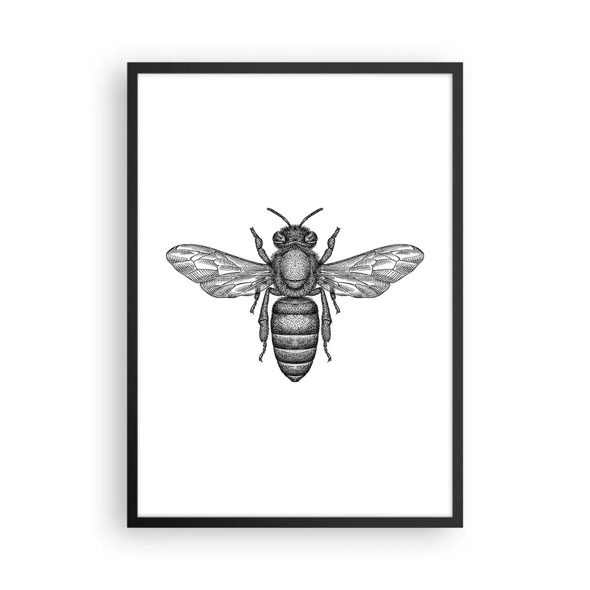 Póster en marco negro - Ilustración precisa de una abeja sobre un fondo blanco. - 50x70cm - Retrato de insecto - Decoración de pared moderna para salón y dormitorio ARTTOR