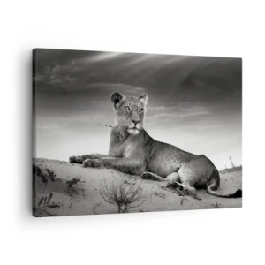 Cuadro sobre lienzo - Impresión de Imagen - Retrato en blanco y negro de una leona en la sabana. - 70x50cm - Descanso de la reina del desierto - Decoración de pared moderna para salón y dormitorio ARTTOR