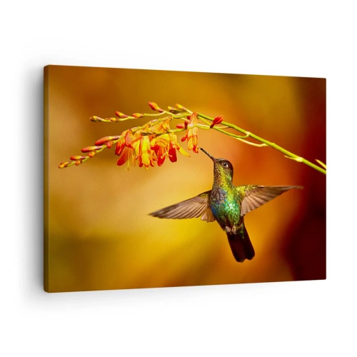 Cuadro sobre lienzo - Impresión de Imagen - Colibrí junto a una flor bajo la cálida luz - 70x50cm - Mensajero de la luz - Decoración de pared moderna para salón y dormitorio ARTTOR