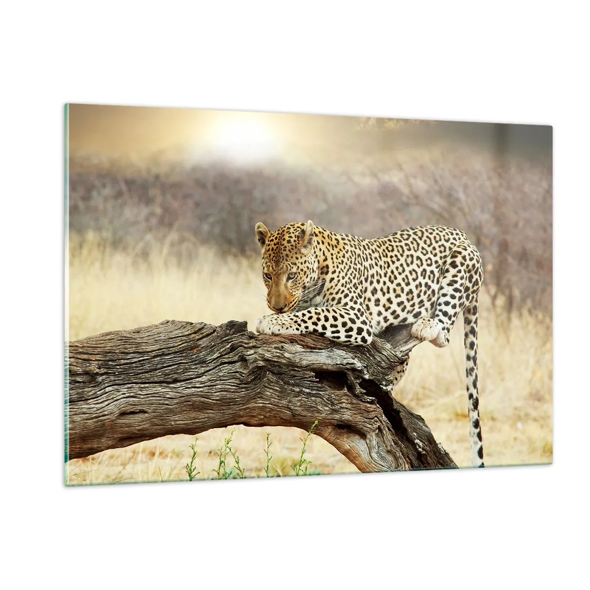 Cuadro sobre vidrio - Impresiones sobre Vidrio - Un leopardo descansando sobre una rama de madera. - 120x80cm - Voy por mi cuenta - Decoración de pared moderna para salón y dormitorio ARTTOR