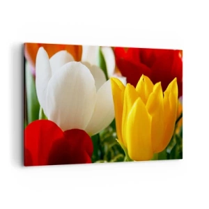 Cuadro sobre lienzo - Impresión de Imagen - Primer plano de tulipanes coloridos sobre un fondo primaveral - 120x80cm - Fiebre del tulipán - Decoración de pared moderna para salón y dormitorio ARTTOR