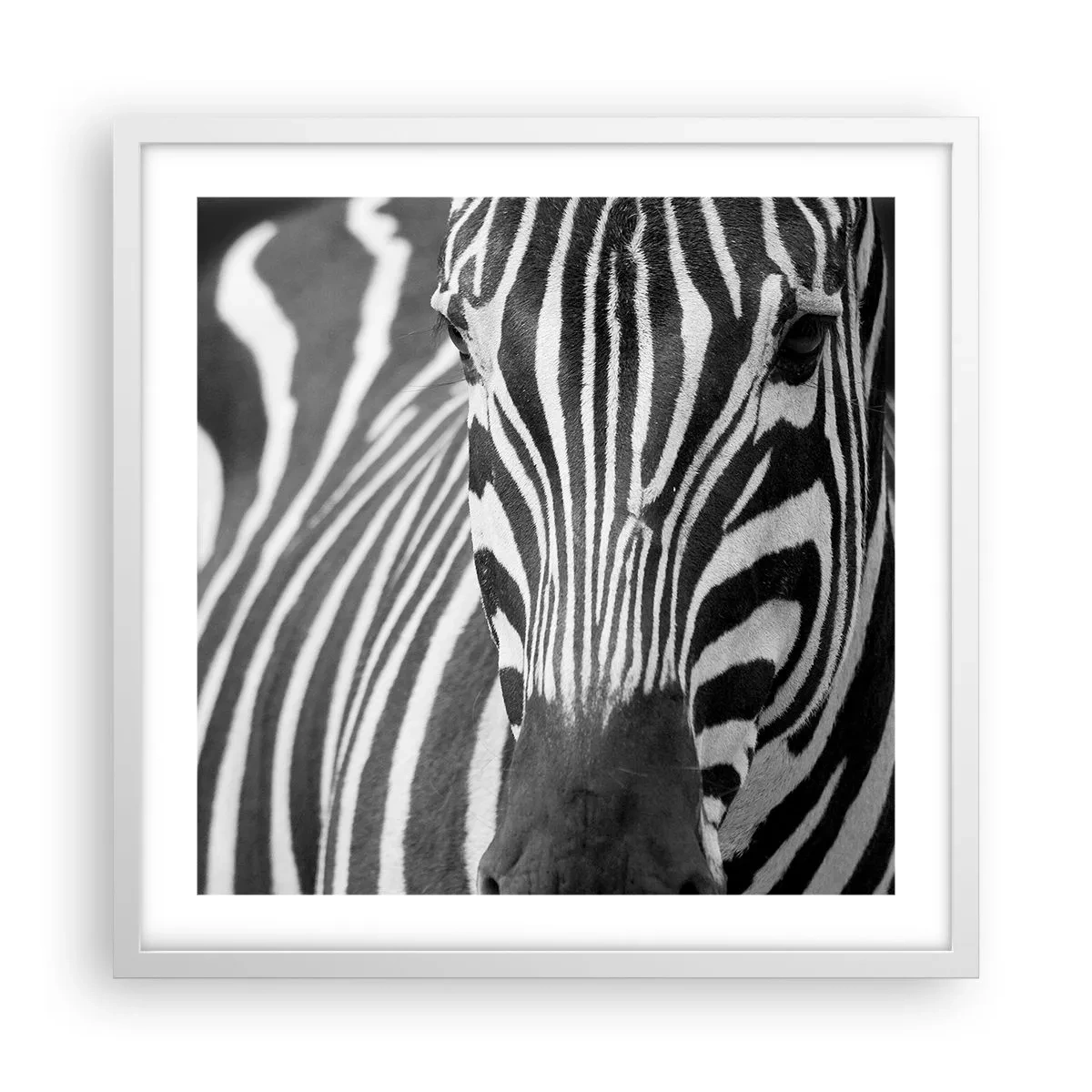 Póster en marco blanco - El mundo es blanco y negro - 50x50 cm