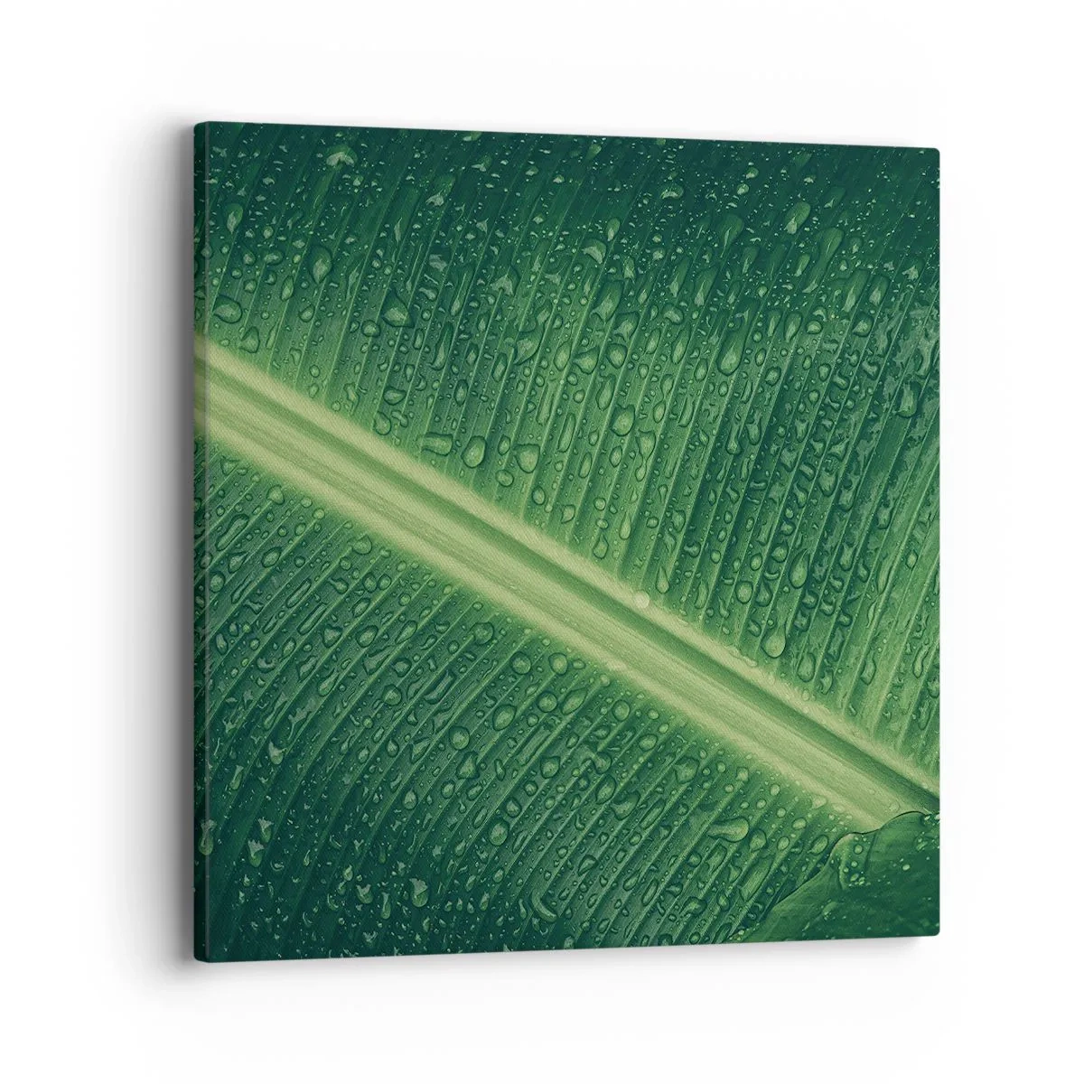 Cuadro sobre lienzo - Impresión de Imagen - Estructura del verde - 40x40 cm