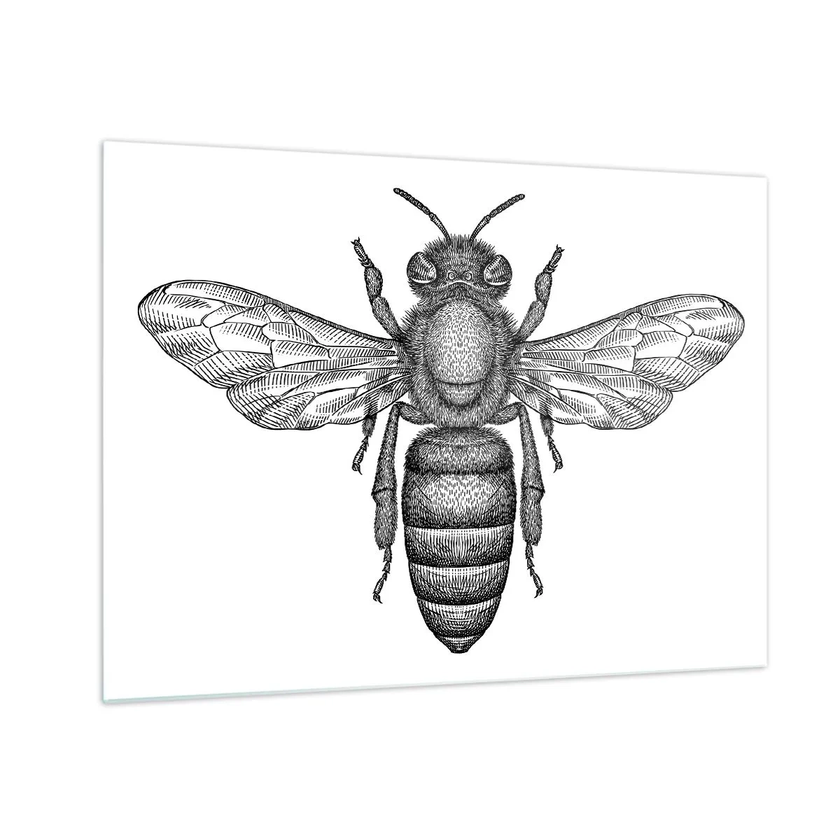 Cuadro sobre vidrio - Impresiones sobre Vidrio - Ilustración detallada de una abeja retro sobre un fondo blanco. - 70x50cm - Retrato de insecto - Decoración de pared moderna para salón y dormitorio ARTTOR