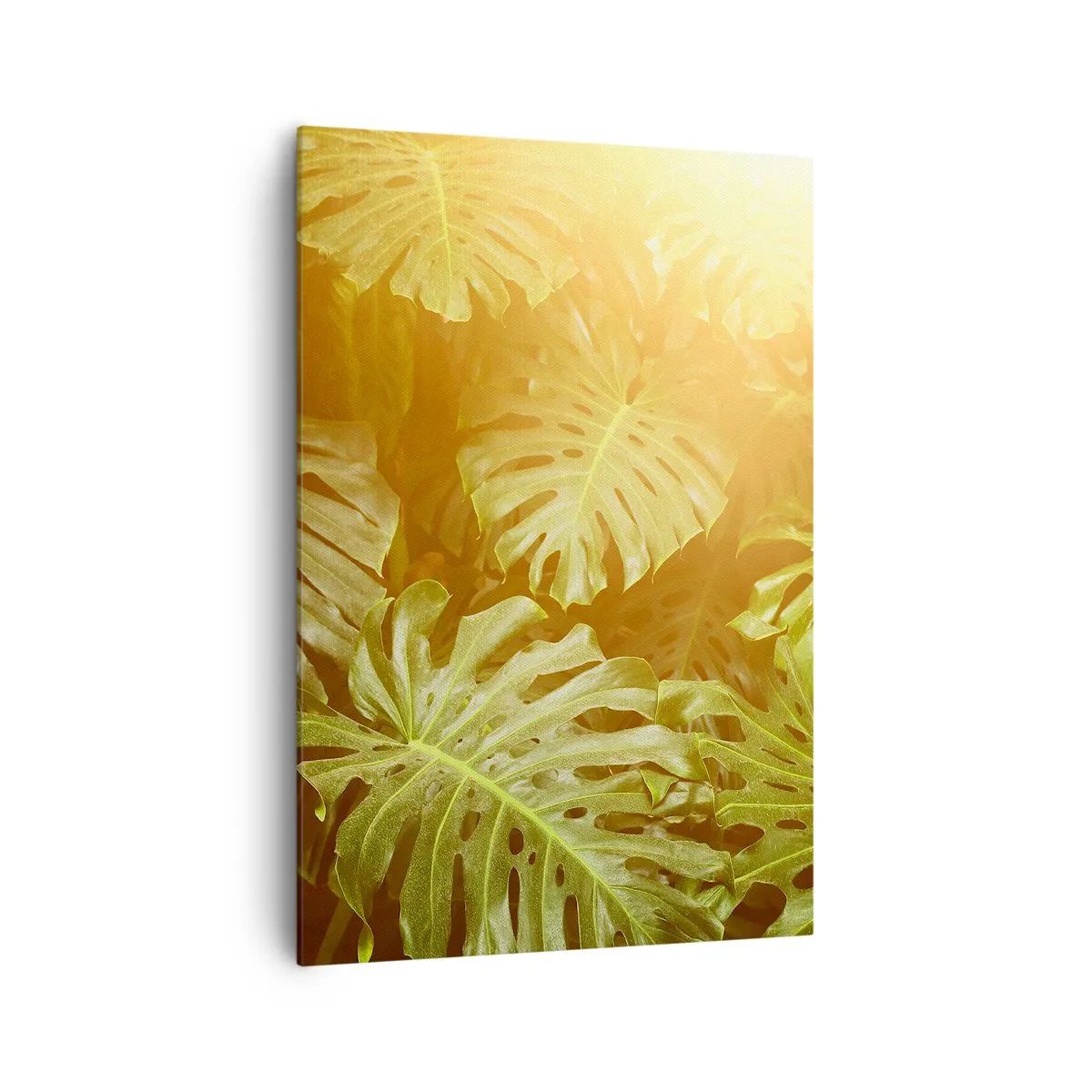Cuadro sobre lienzo - Impresión de Imagen - Hojas de monstera a la luz del sol sobre un fondo natural. - 70x100cm - Hacia el verdor... - Decoración de pared moderna para salón y dormitorio ARTTOR