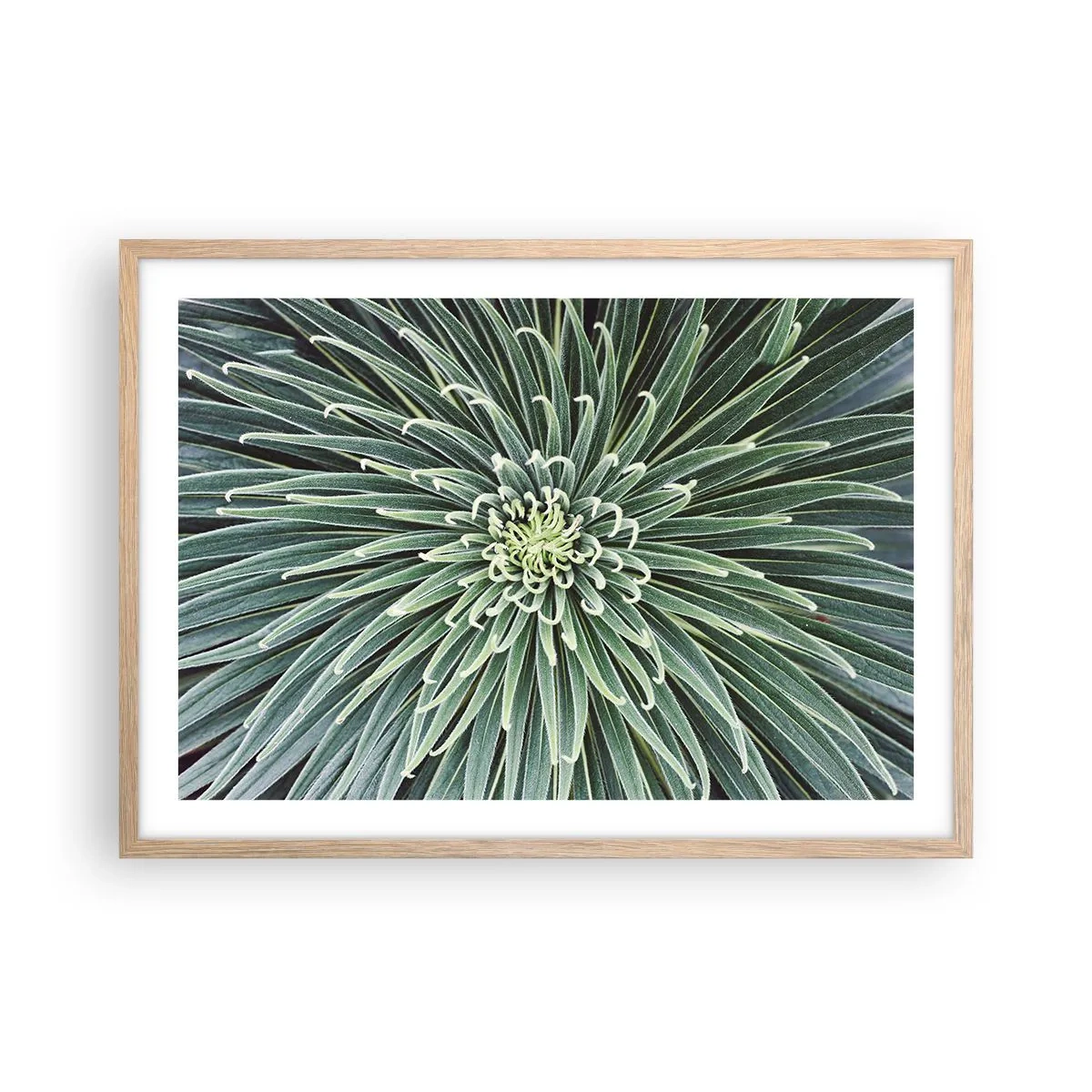 Póster en marco roble claro - El nacimiento de una estrella - 70x50 cm