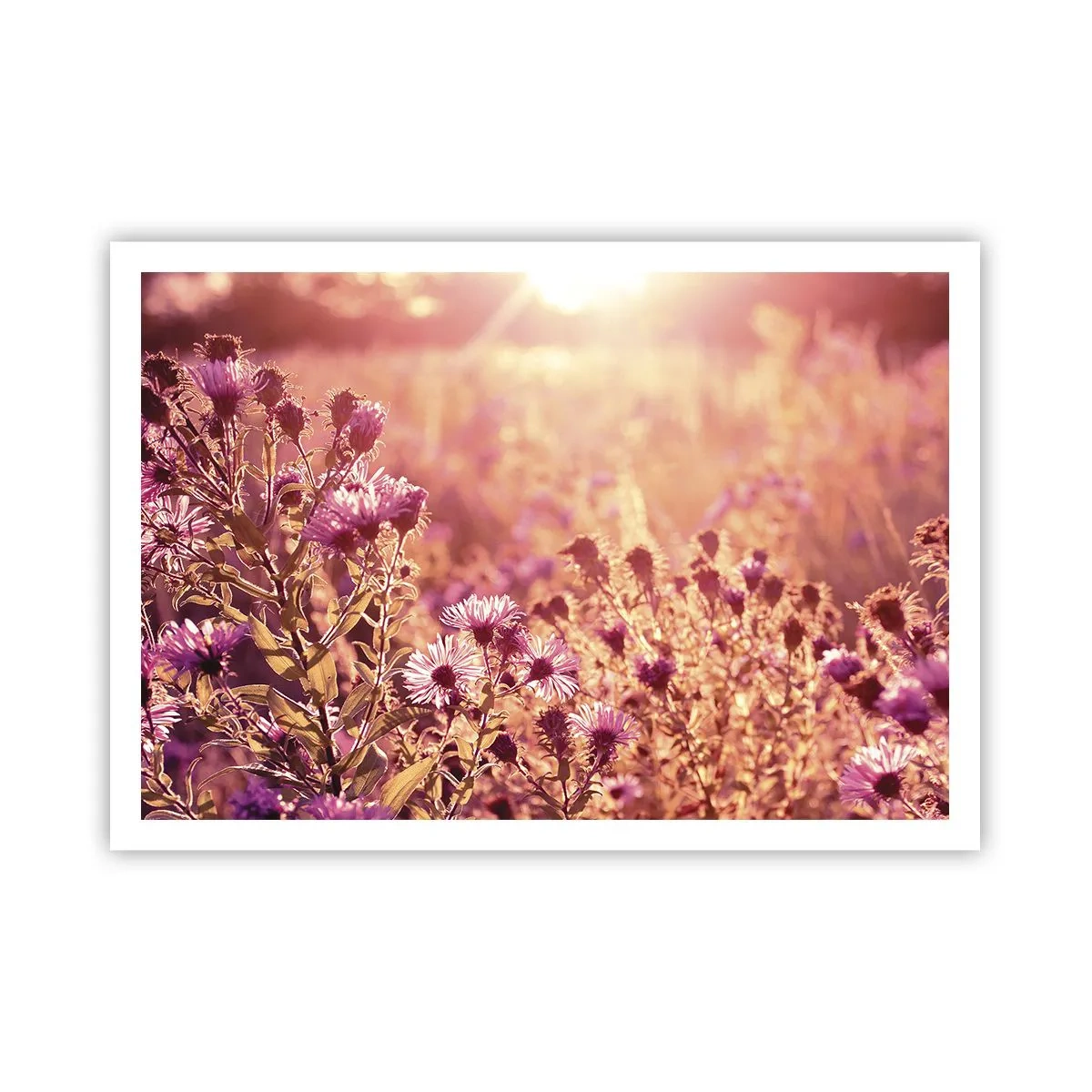 Póster - Pradera a la luz del sol poniente - 100x70cm - Antes de que se acabe el verano - Decoración de pared moderna para salón y dormitorio ARTTOR