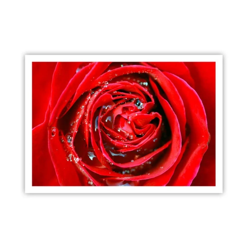Póster - Primer plano de una rosa roja con gotas de agua en los pétalos. - 100x70cm - En gotas de rocío - Decoración de pared moderna para salón y dormitorio ARTTOR