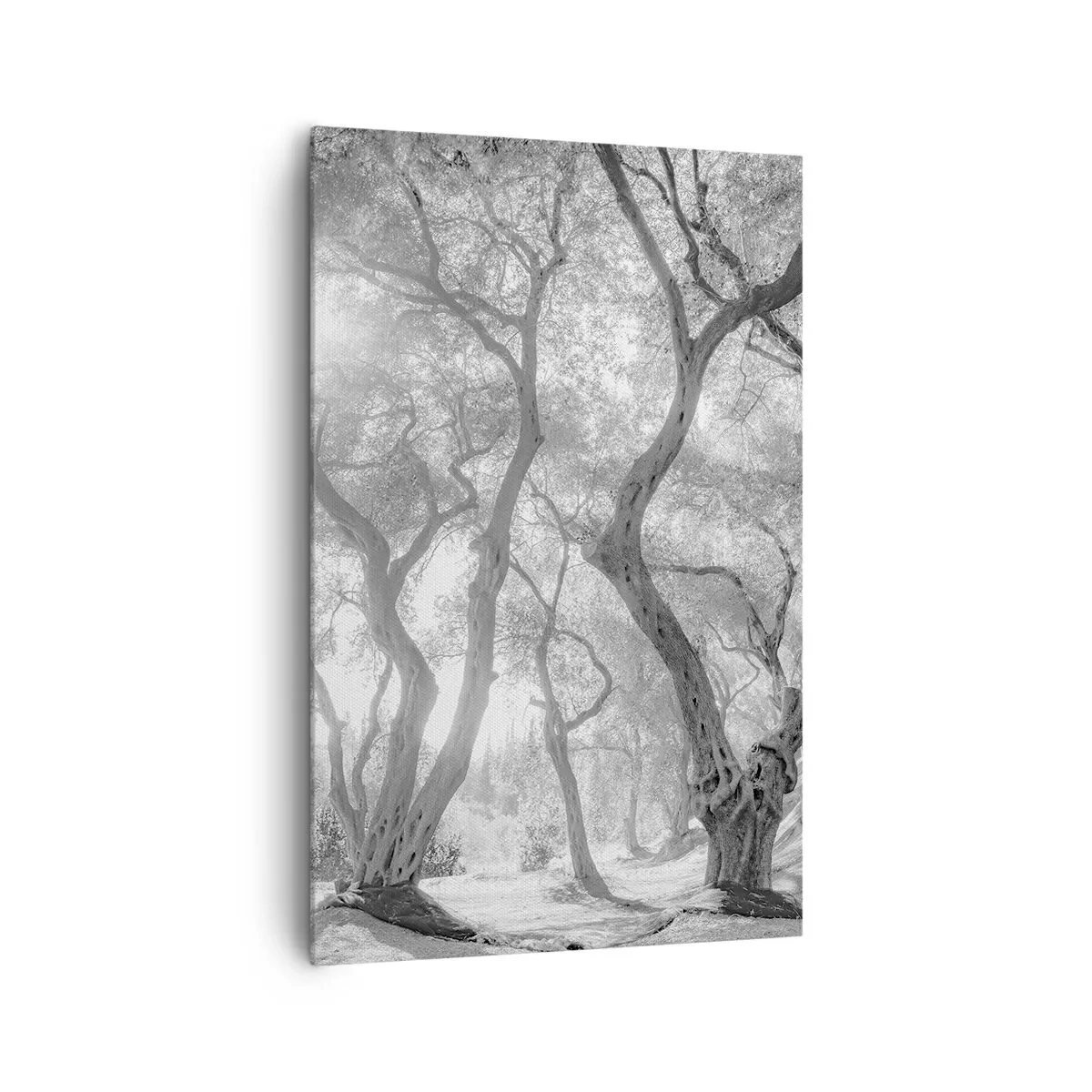 Cuadro sobre lienzo - Impresión de Imagen - Vista en blanco y negro de árboles en un olivar con rayos de sol. - 80x120cm - En un olivar - Decoración de pared moderna para salón y dormitorio ARTTOR