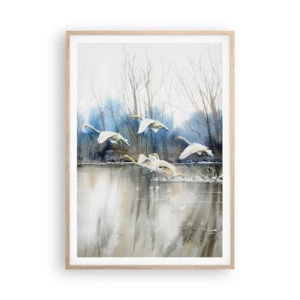 Póster en marco roble claro - Como en un cuento de cisnes salvajes - 70x100 cm