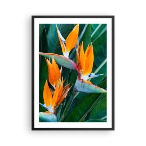 Póster en marco negro - Flores de Strelitzia rodeadas de hojas verdes. - 50x70cm - ¿Es una flor o es un pájaro? - Decoración de pared moderna para salón y dormitorio ARTTOR