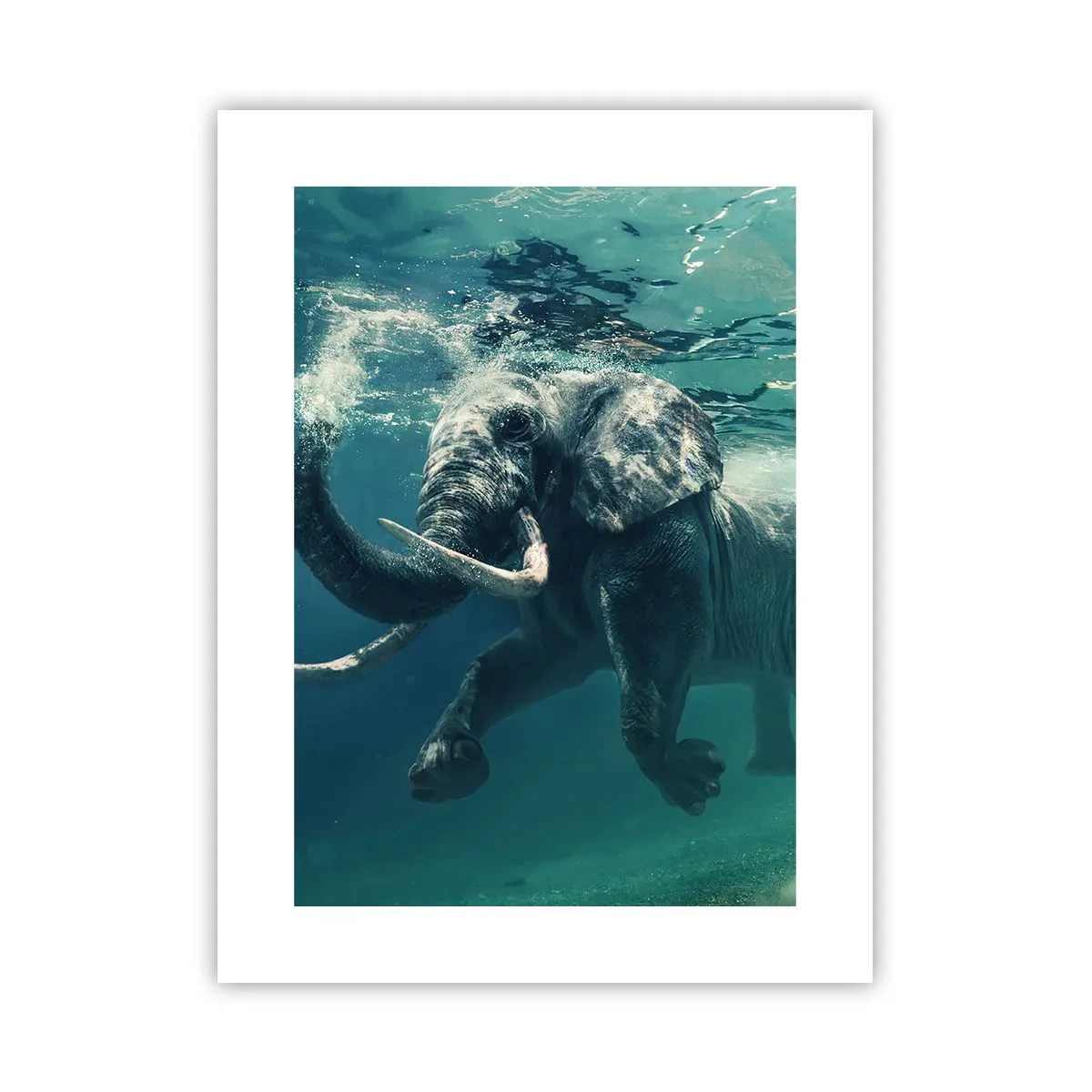 Póster - A todos nos gusta nadar - 30x40 cm
