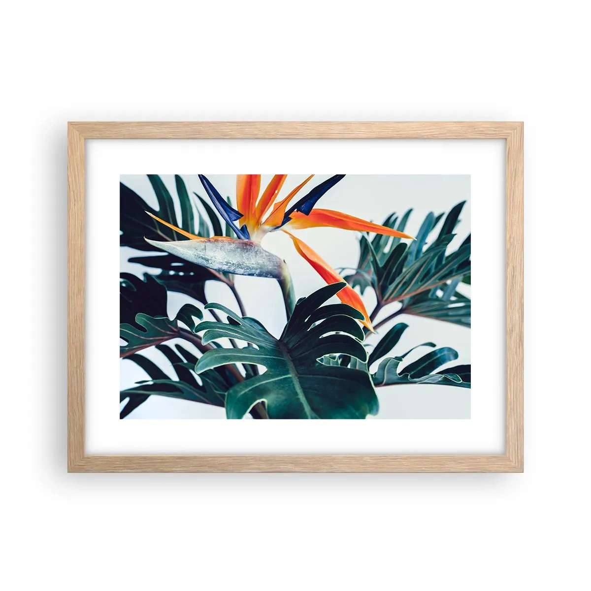 Póster en marco roble claro - La jaula del pájaro colorido - 40x30 cm