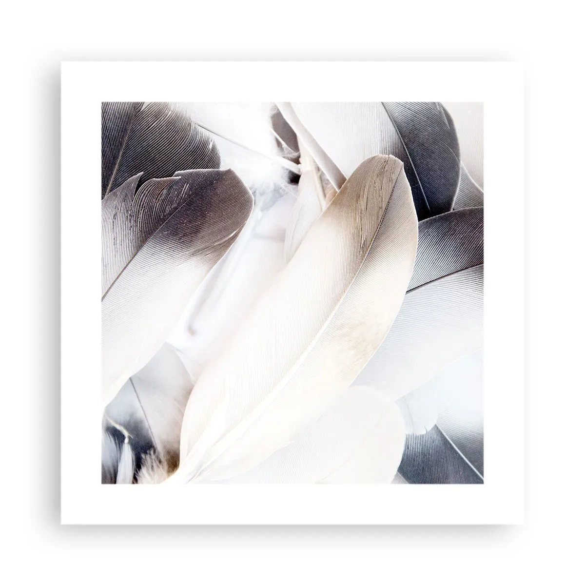 Póster - Casi angelical - 40x40 cm