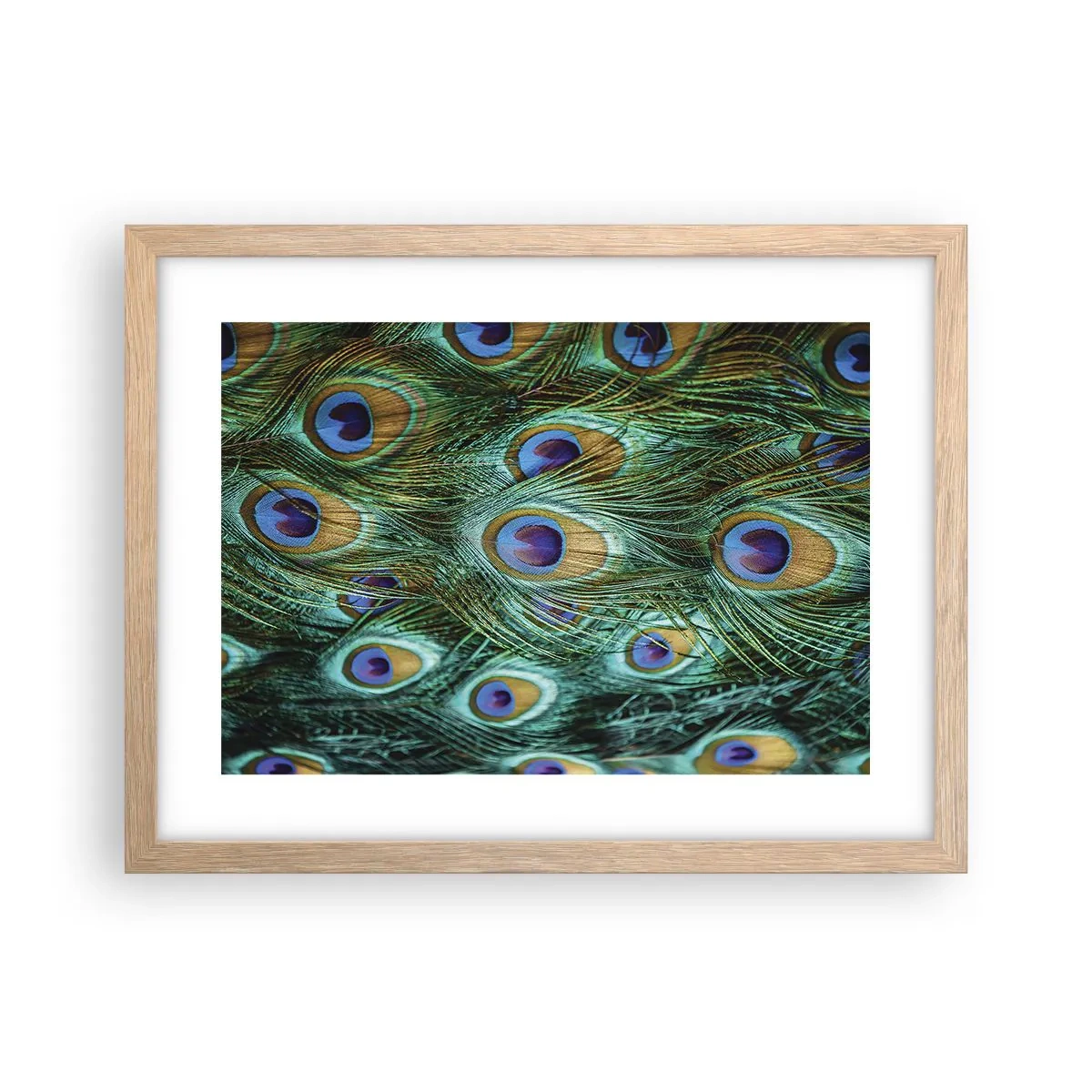 Póster en marco roble claro - Mirada de pavo real - 40x30 cm