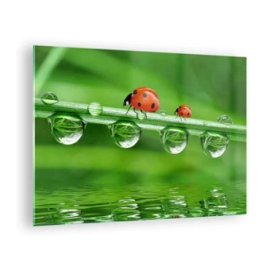 Cuadro sobre vidrio - Impresiones sobre Vidrio - Mariquitas sobre una brizna de hierba con gotas de rocío y reflejo en el agua. - 70x50cm - En el camino todo el verano - Decoración de pared moderna para salón y dormitorio ARTTOR