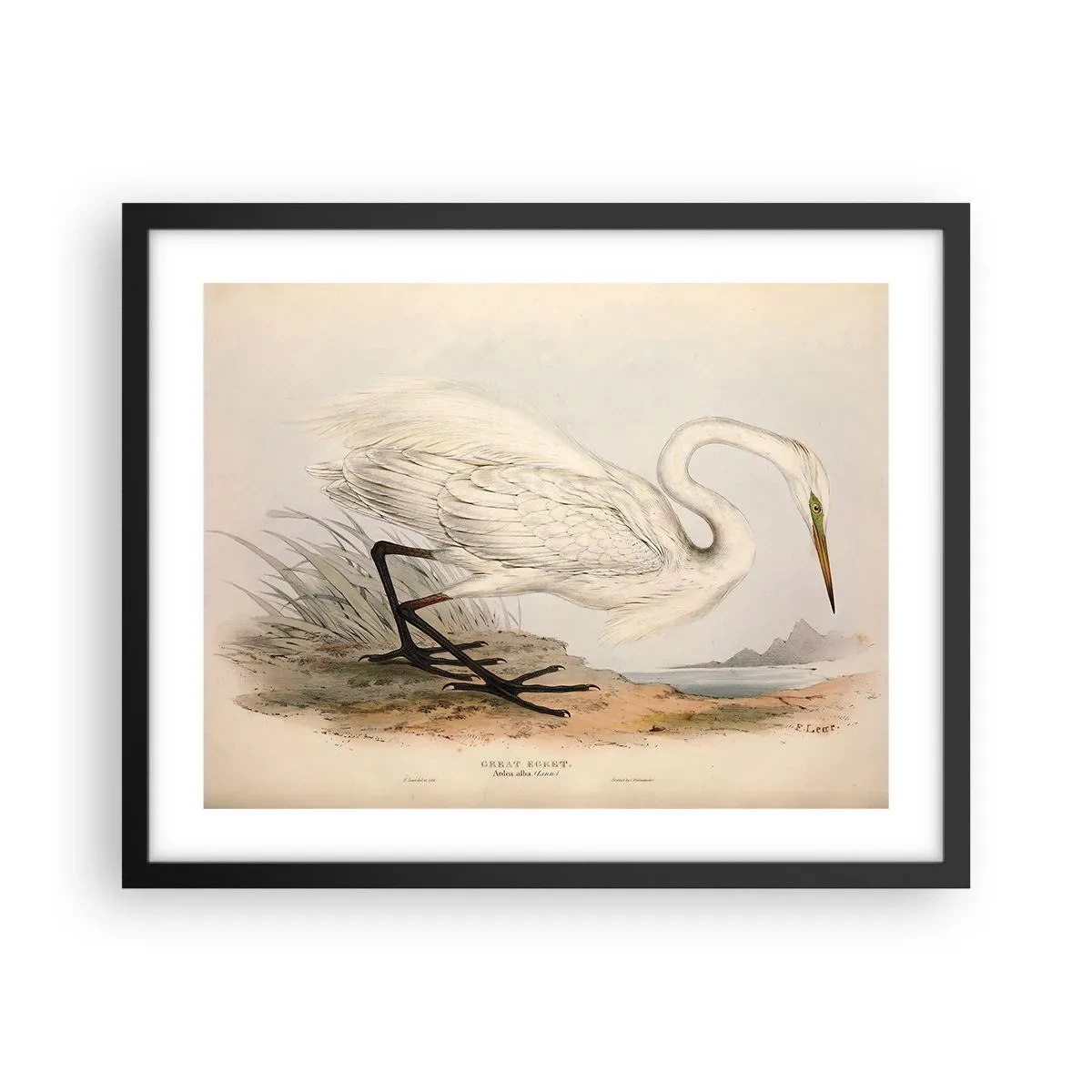 Póster en marco negro - Dama de los juncos - 50x40 cm