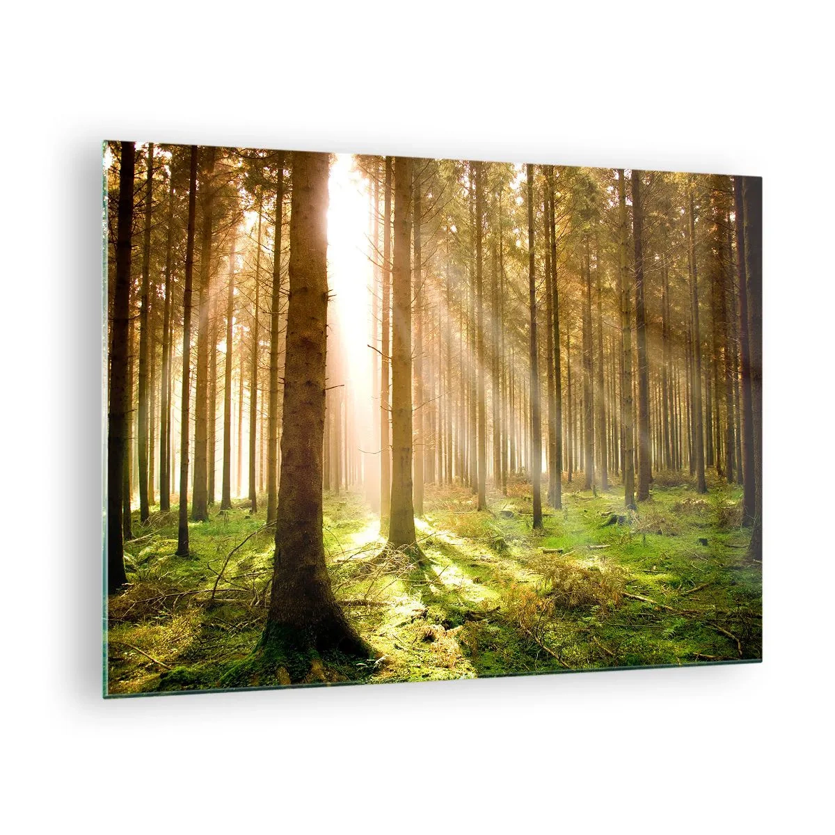 Cuadro sobre vidrio - Impresiones sobre Vidrio - Los rayos del sol penetran a través de los árboles en el bosque. - 70x50cm - Los elfos se aproximan - Decoración de pared moderna para salón y dormitorio ARTTOR
