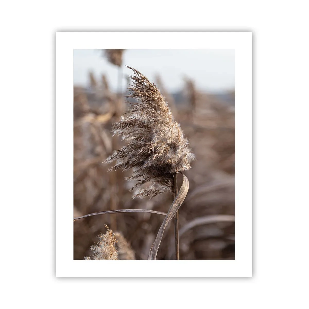 Póster - Es hora de volar con el viento - 40x50 cm