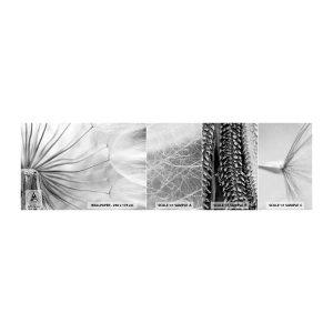 Muestra de fotomural autoadhesivo Deluxe Sticker - Caricias del viento - Minimalismo, Delicado, Flor - 100x30 cm