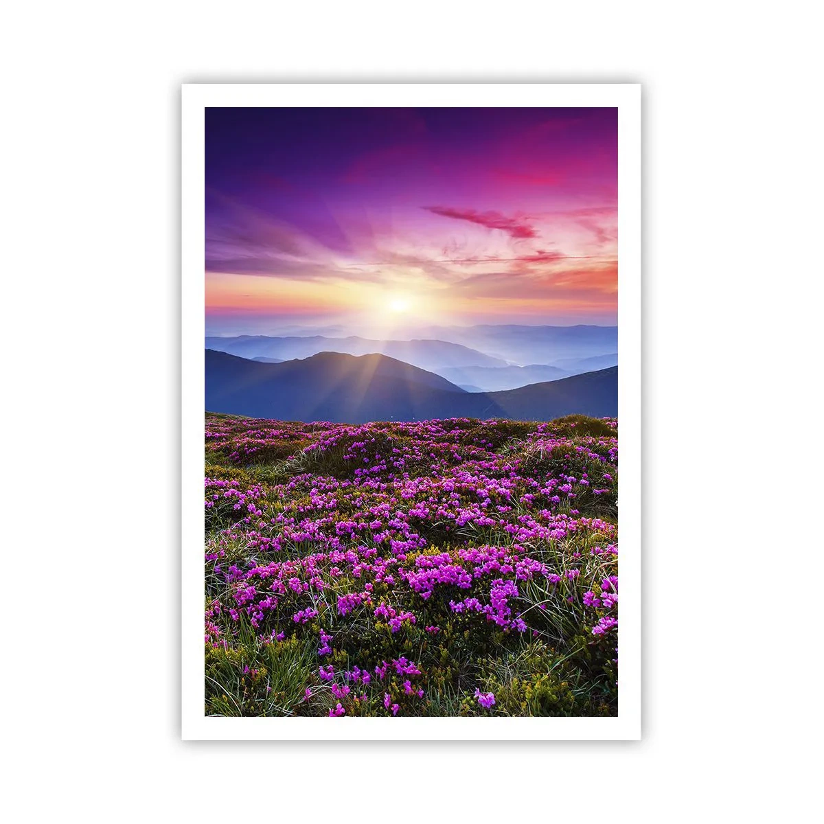 Póster - Dulce aroma a frescura - 70x100 cm