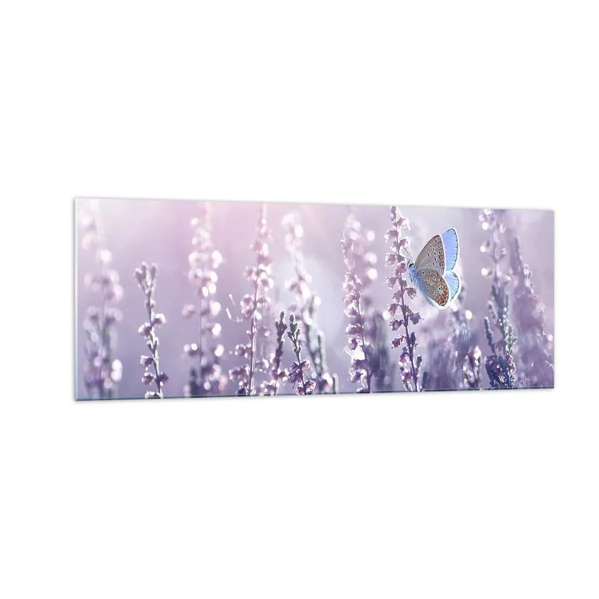 Cuadro sobre vidrio - Impresiones sobre Vidrio - Una mariposa sobre lavanda en flor a la luz de la mañana. - 140x50cm - El beso de una mariposa - Decoración de pared moderna para salón y dormitorio ARTTOR