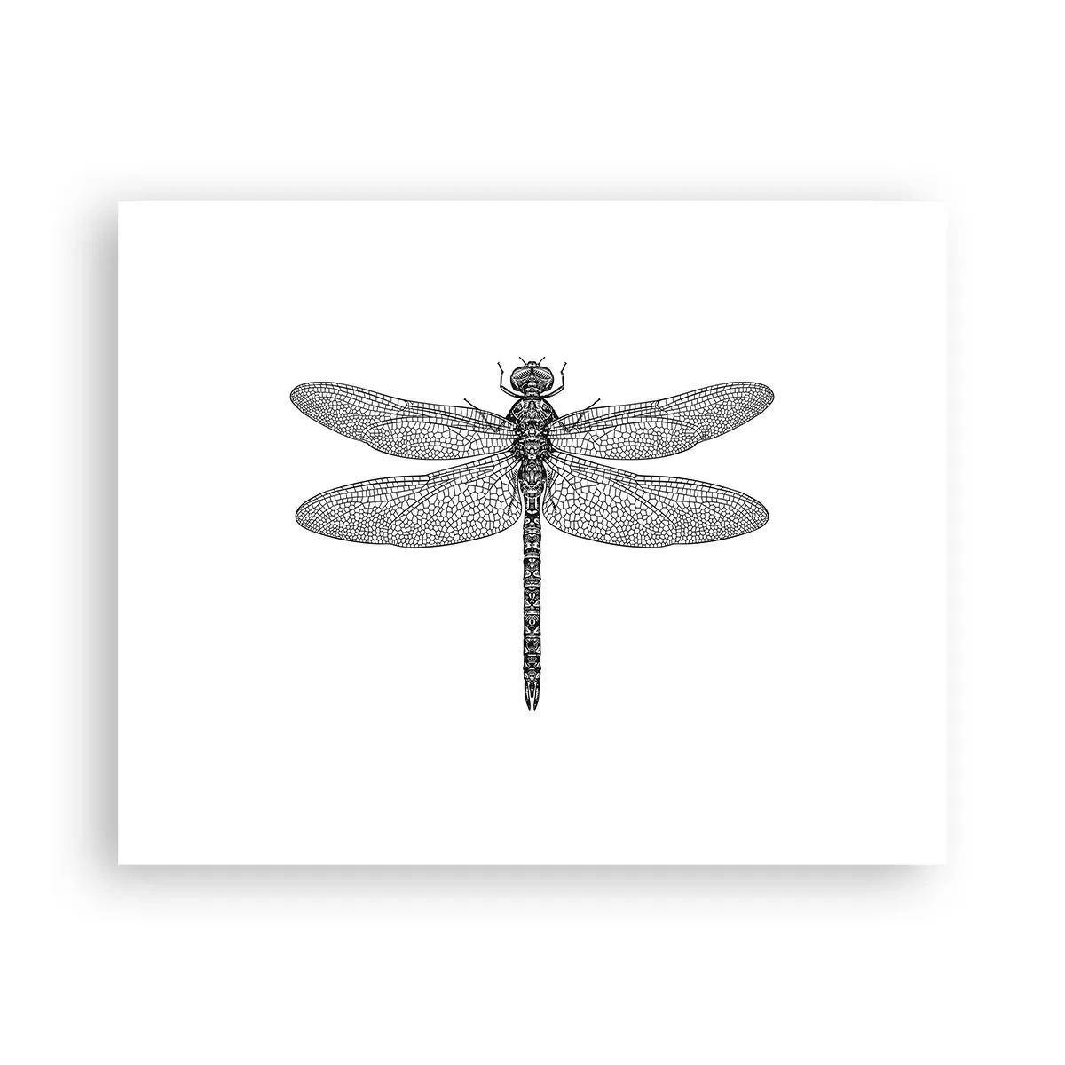 Póster - Precisión de la naturaleza - 50x40 cm