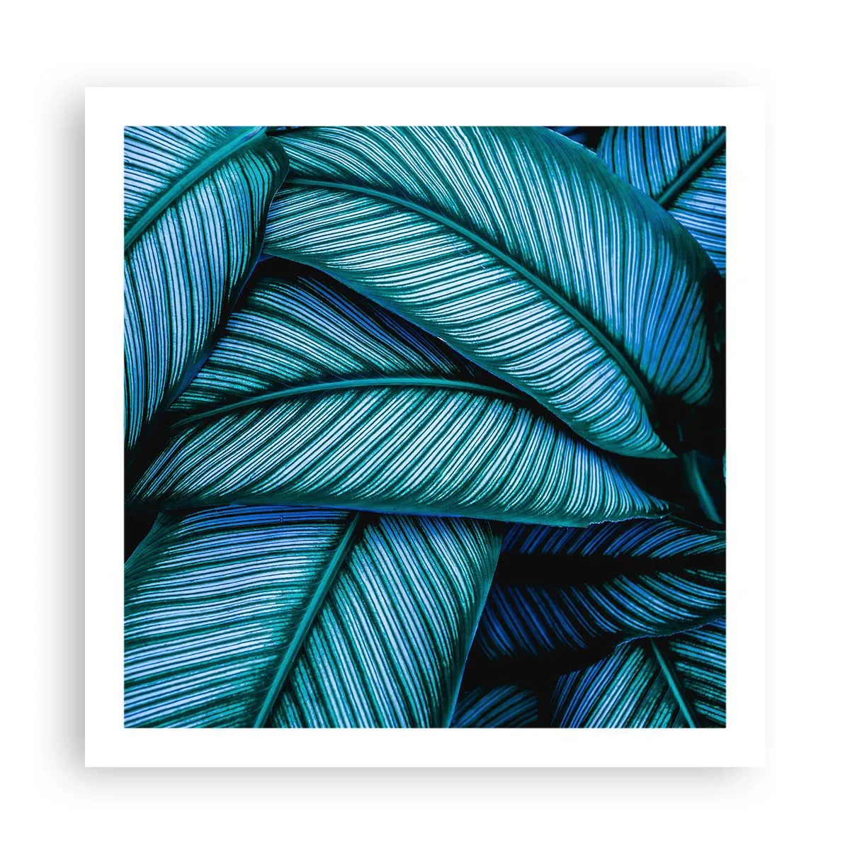 Póster - Líneas de vida - 60x60 cm