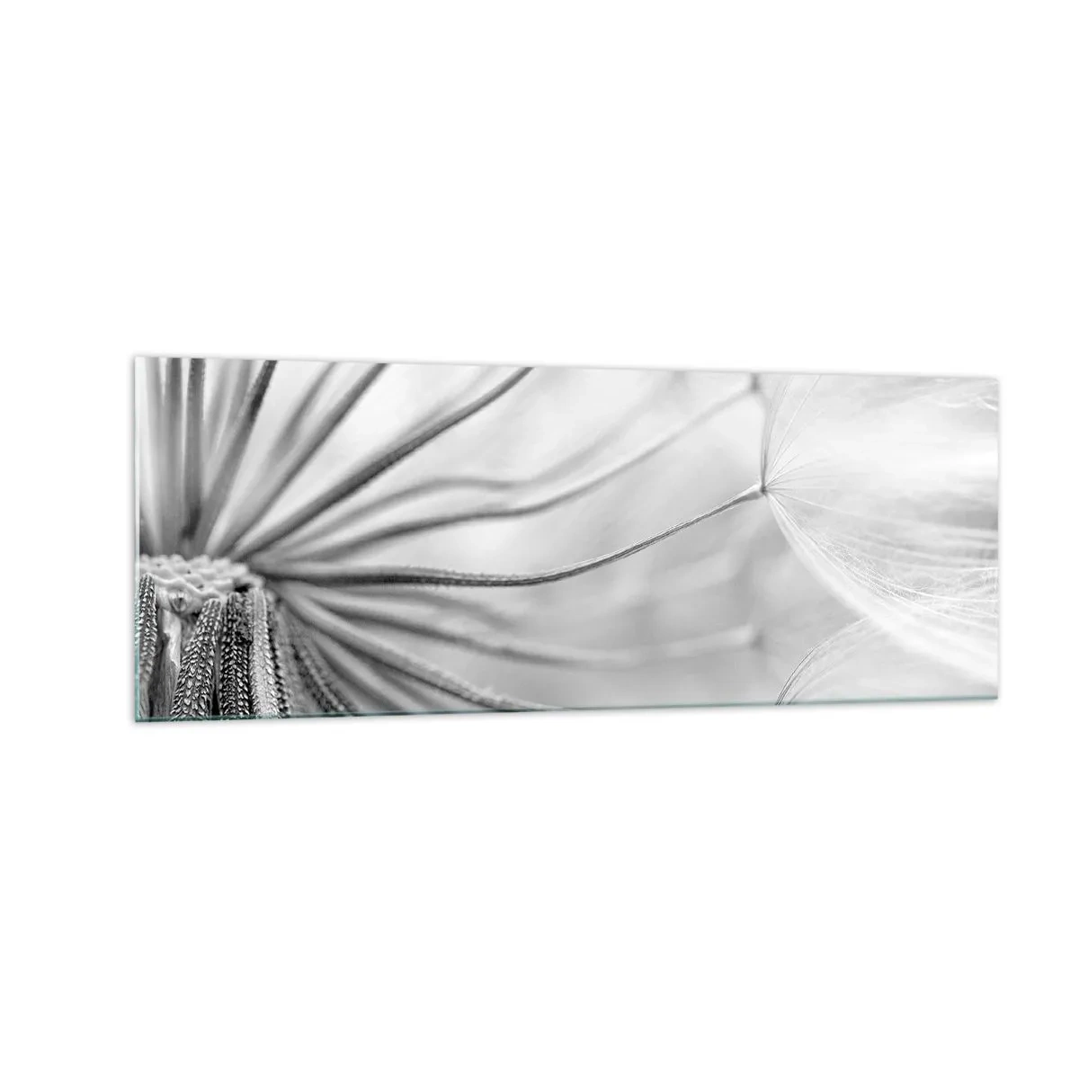 Cuadro sobre vidrio - Impresiones sobre Vidrio - Delicados dientes de león en tonos blanco y negro. - 140x50cm - Caricias del viento - Decoración de pared moderna para salón y dormitorio ARTTOR