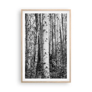 Póster en marco roble claro - Columnas de abedules - 61x91 cm
