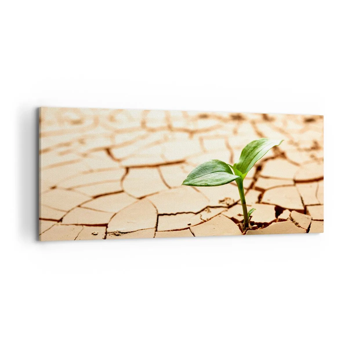 Cuadro sobre lienzo - Impresión de Imagen - Una planta verde que crece en tierra seca y agrietada. - 120x50cm - El poder indomable de la vida - Decoración de pared moderna para salón y dormitorio ARTTOR