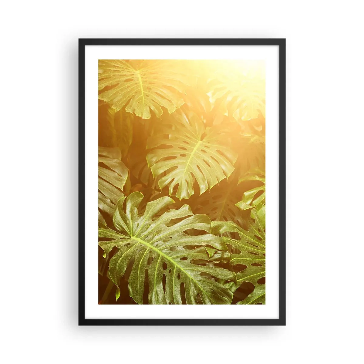 Póster en marco negro - Las hojas de Monstera bajo los rayos del sol crean una atmósfera tropical. - 50x70cm - Hacia el verdor... - Decoración de pared moderna para salón y dormitorio ARTTOR
