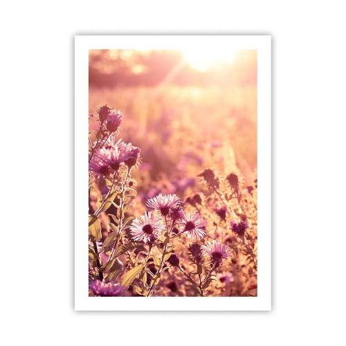 Póster - Un campo de flores violetas a la luz del sol poniente. - 50x70cm - Antes de que se acabe el verano - Decoración de pared moderna para salón y dormitorio ARTTOR